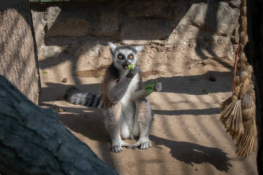 Playful Primates