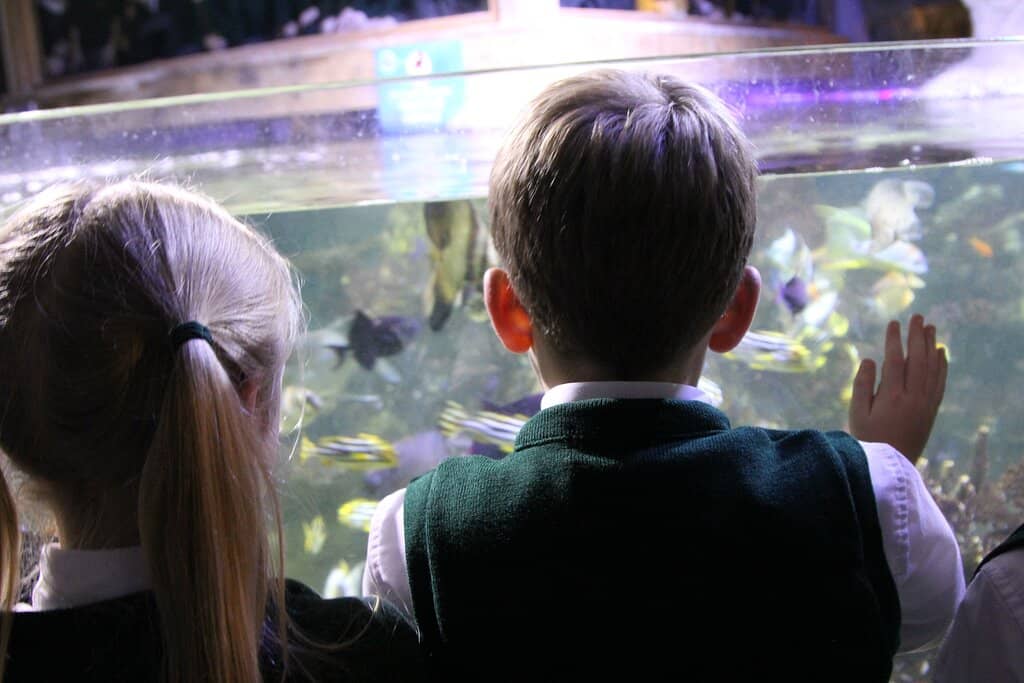 Otter Exhibit