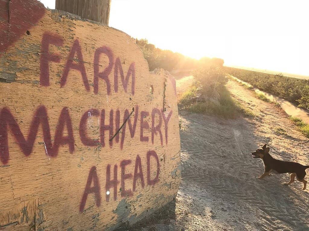 Petting Zoo & Farm Animals