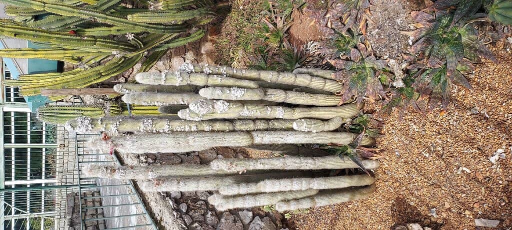 Cacti and Succulent Garden