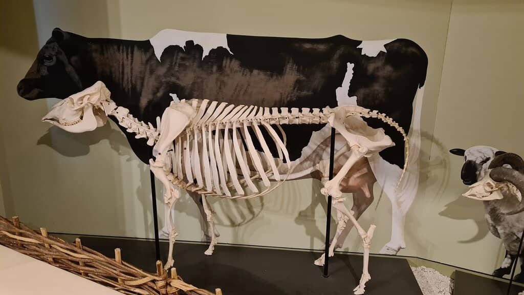 Interactive Activities