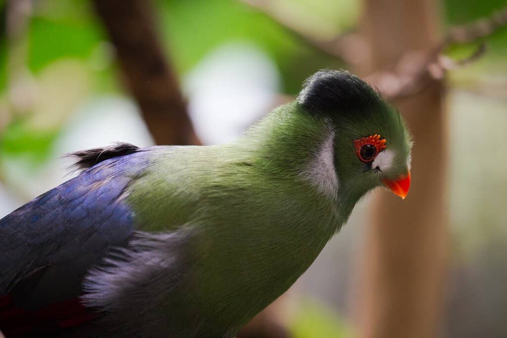 The Grand Aviary