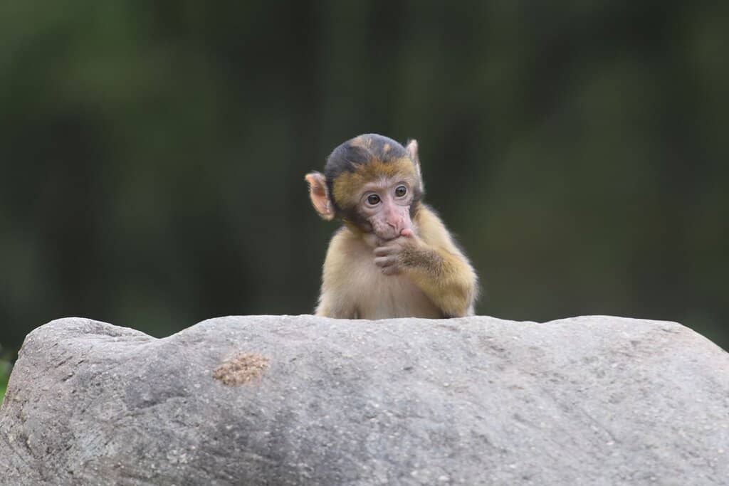Expert Feeding Demonstrations