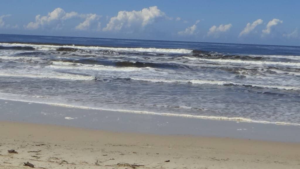 Curious Coastal Crabs