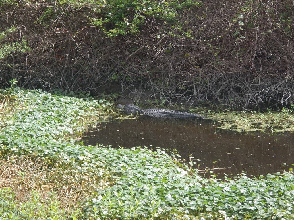 Alligator Spotting