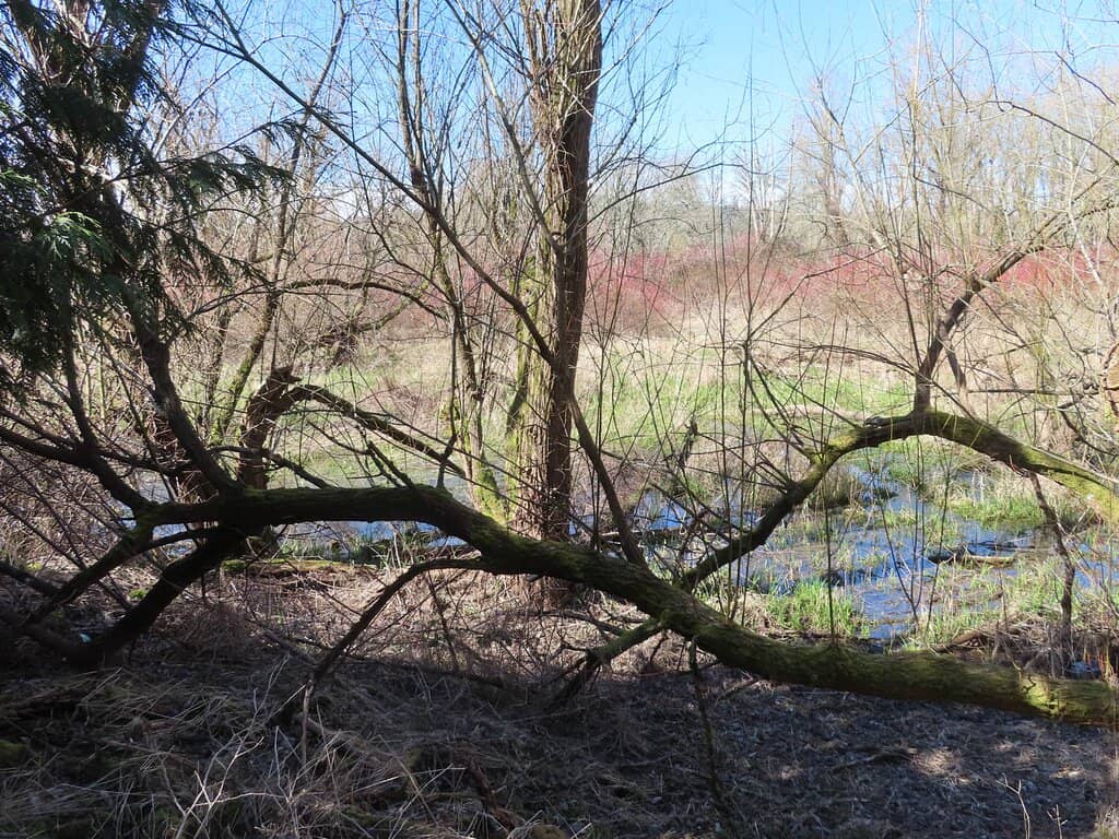 Tadpole Pond