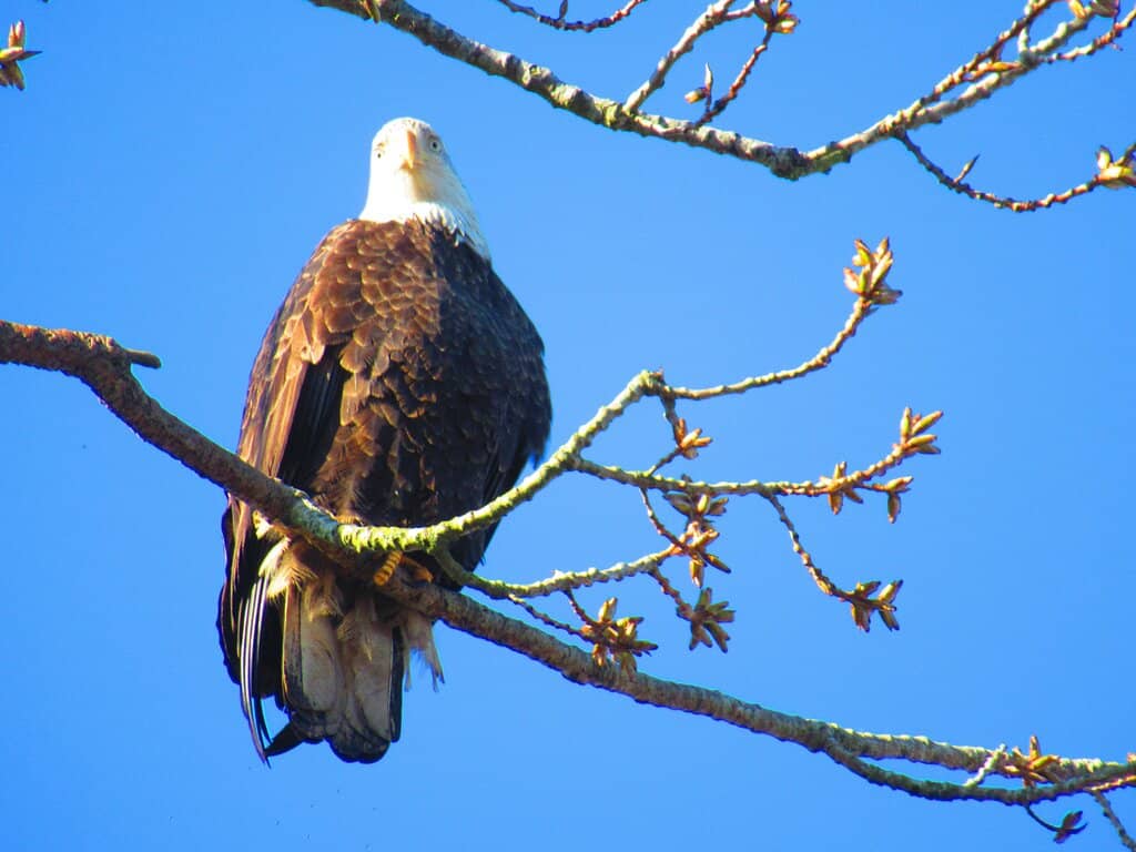 Boundary Bay Airport Proximity