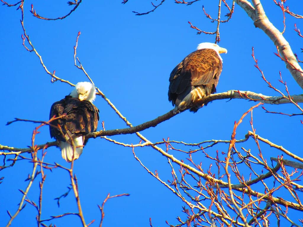 Bald Eagle Spotting