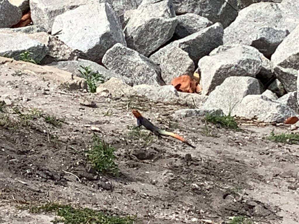 Marine Life Spotting