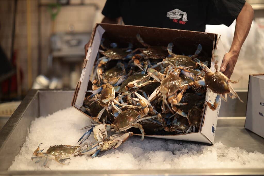 Blue Crabs