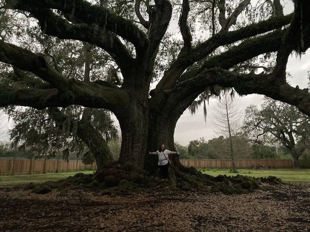 Majestic Oak Trees