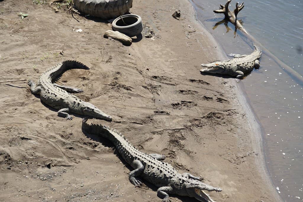 Local Artisan Stalls