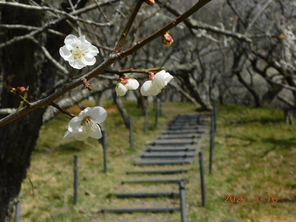 Trekking Course Views