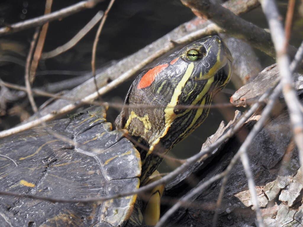 Playgrounds & Splash Pad