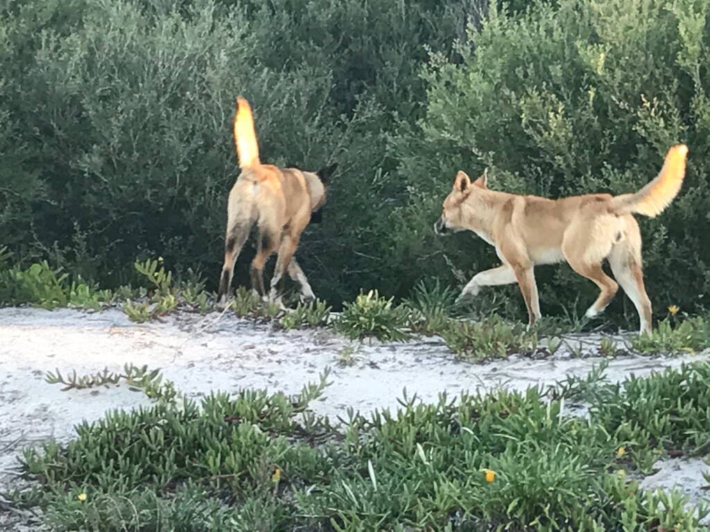 Neranie Birdwatching