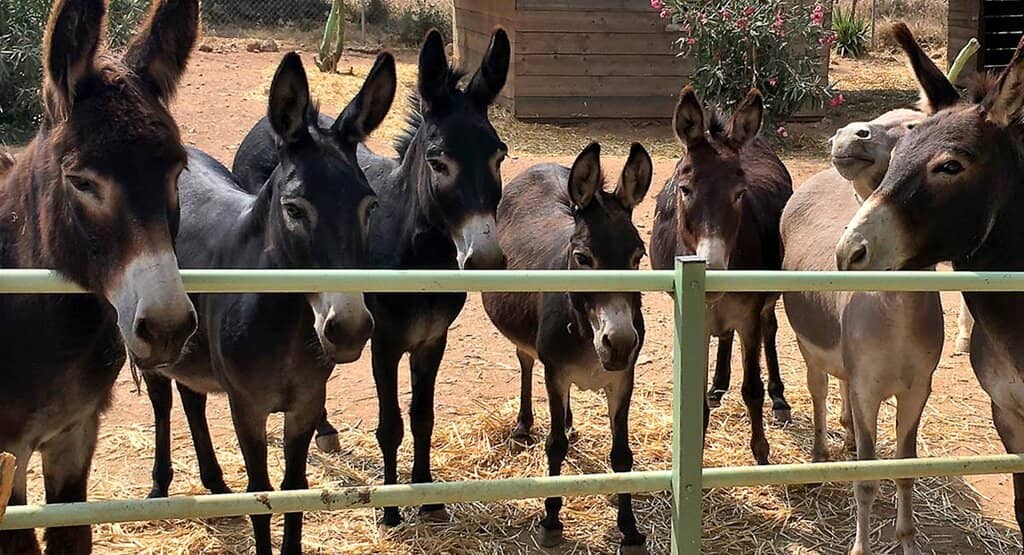 Other Adorable Animals