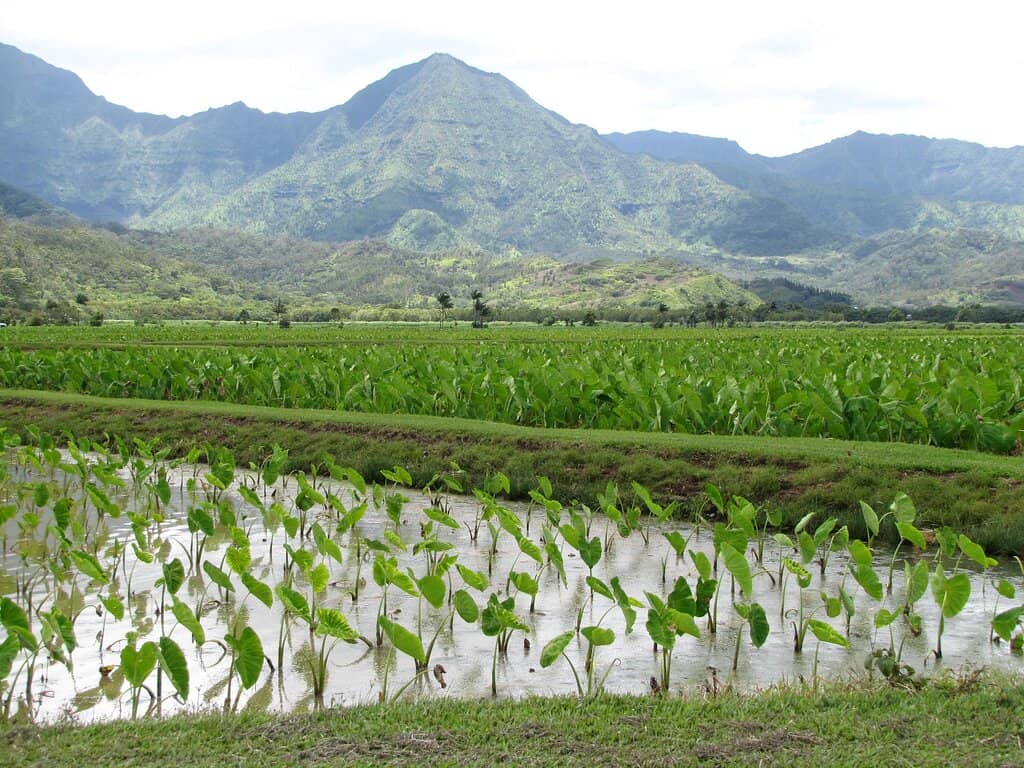 Taro Fields