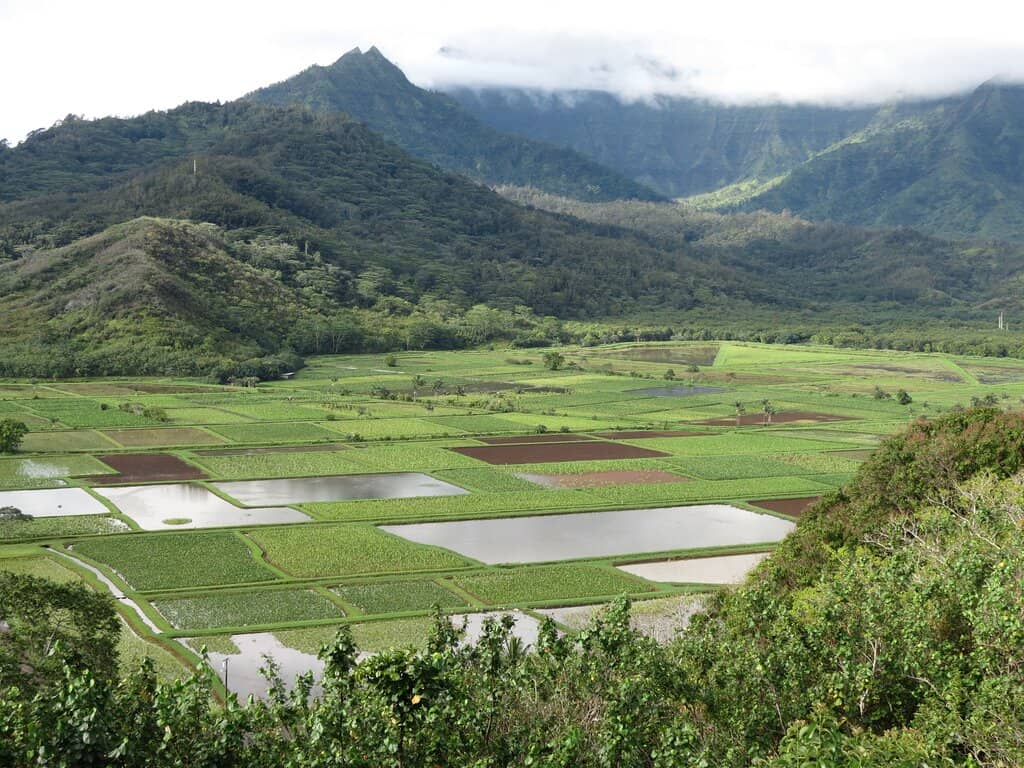 Ae'o (Hawaiian Stilt) Spotting
