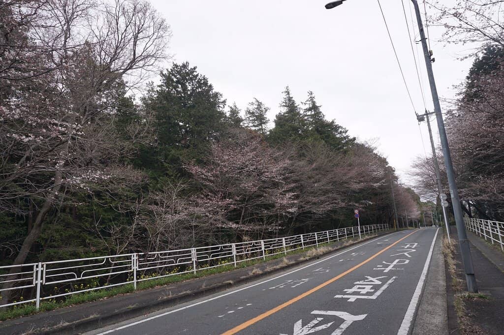Yangjae Flower Market