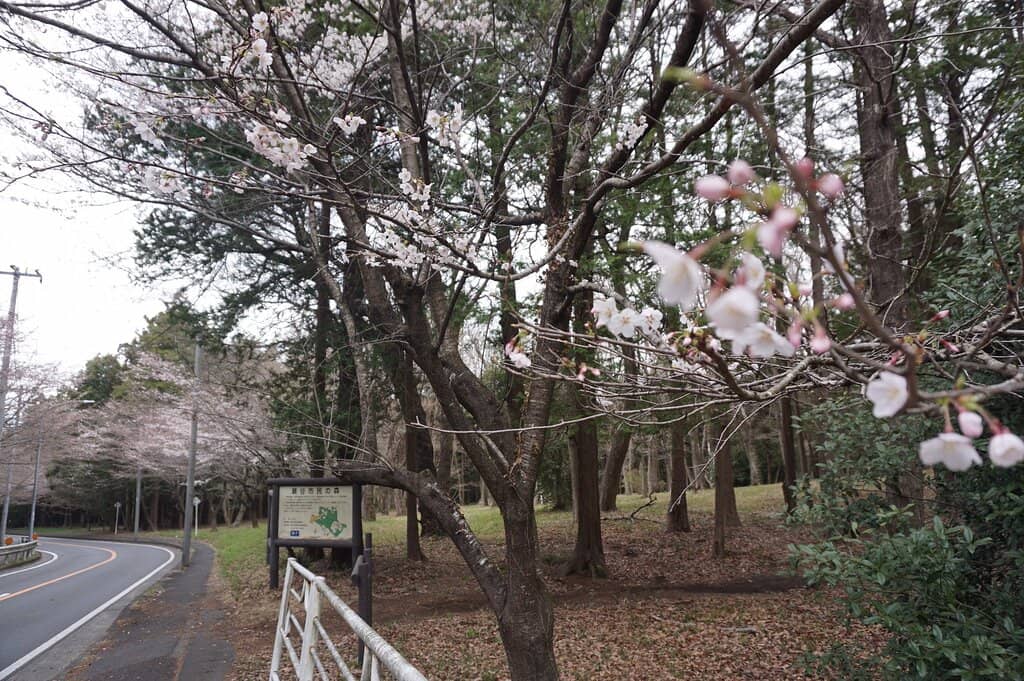 Panoramic City Views