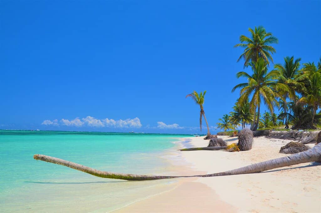 Fresh Coconut Delights