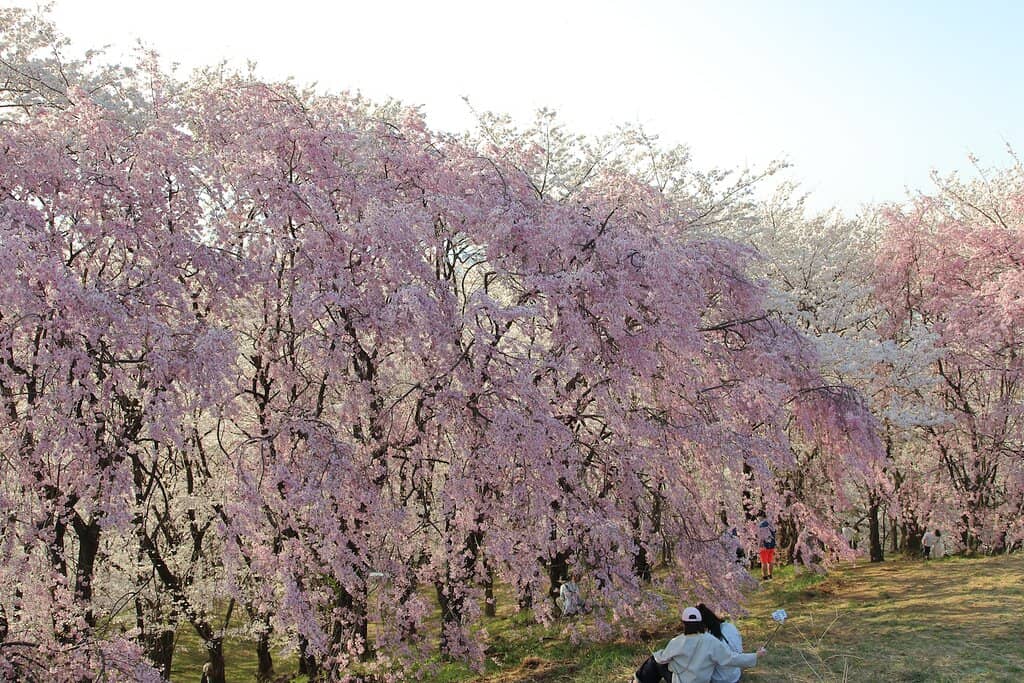 Cherry Blossoms