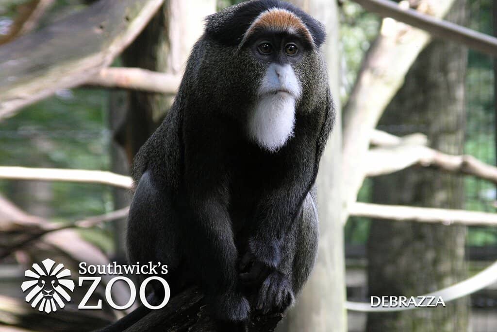 World of Lights Spectacle