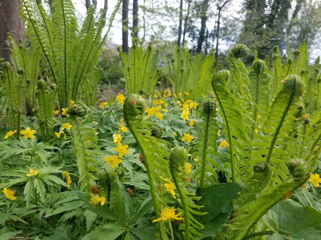 Wildflower Beds