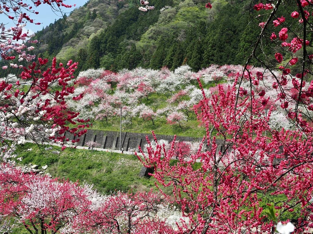 Riverside Bloom Views