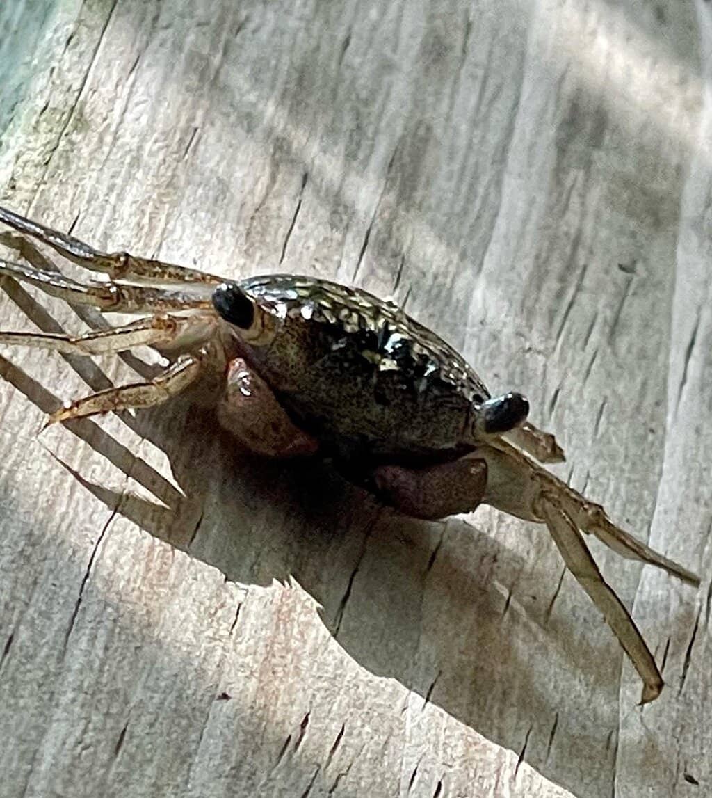 Fiddler Crab Encounters