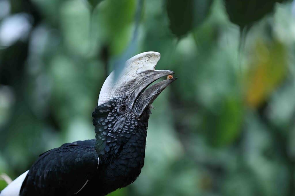Free-Flying Tropical Birds