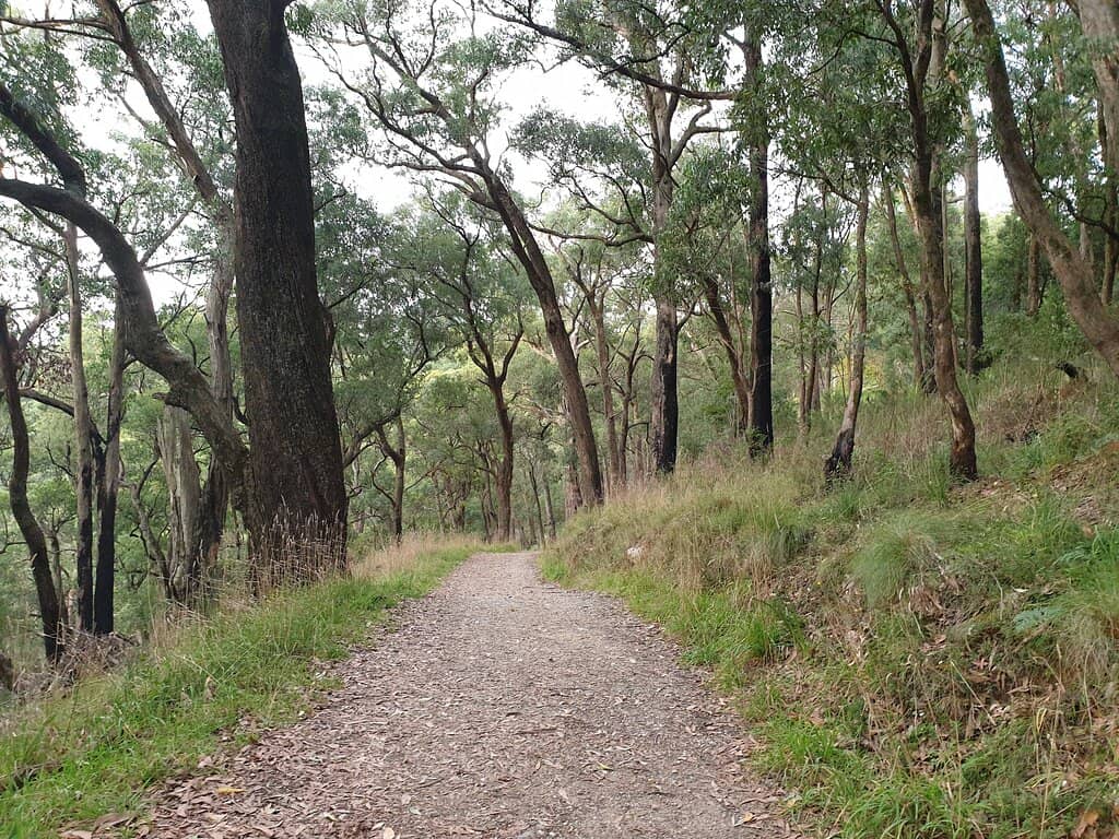 Tranquil Nature Walk