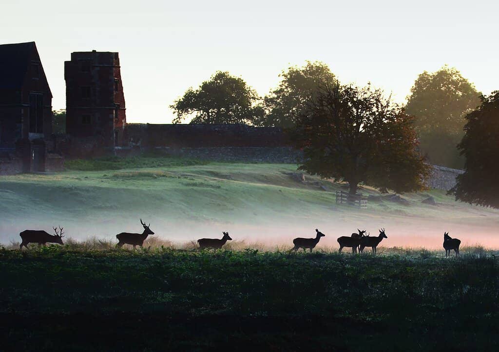 Deer and Peacocks