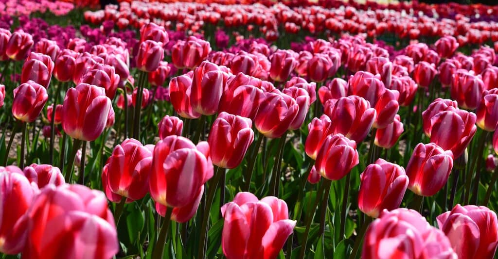 Exotic Tree Collection