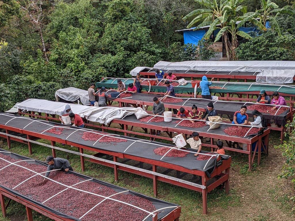 Exceptional Geisha Coffee