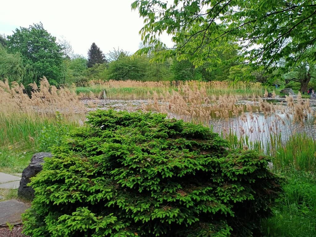 Japanese Garden
