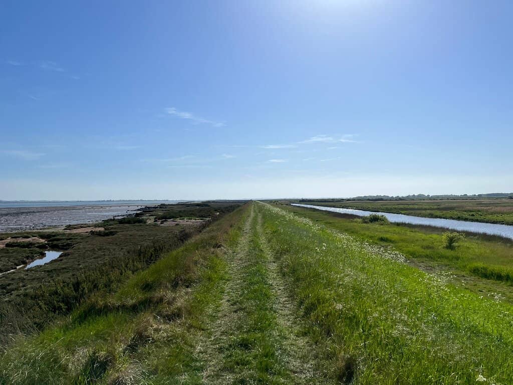 Salt Marsh Serenity