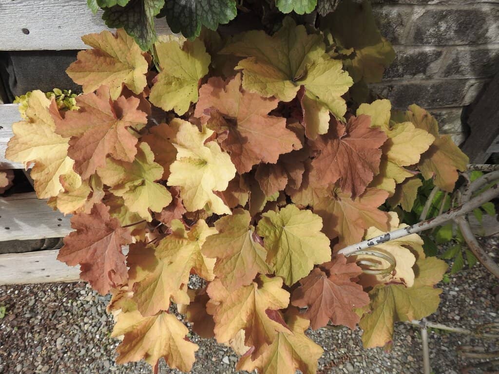 Spring Tulip Displays
