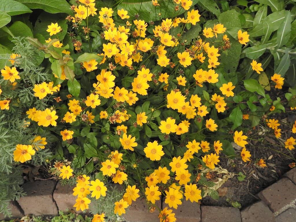 Spectacular Holiday Blooms