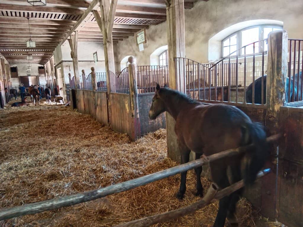 Newborn Foals