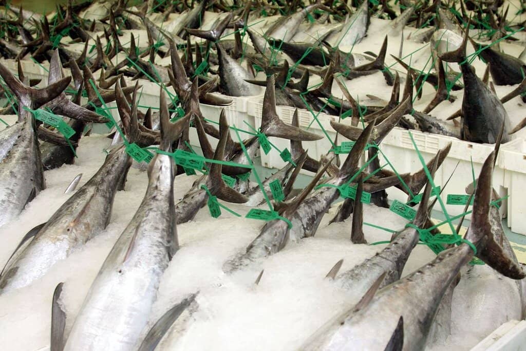 The Live Fish Auction
