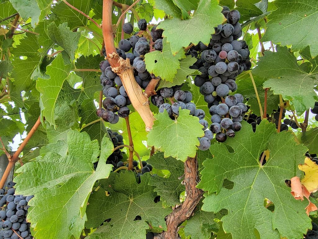 Cabernet Sauvignon
