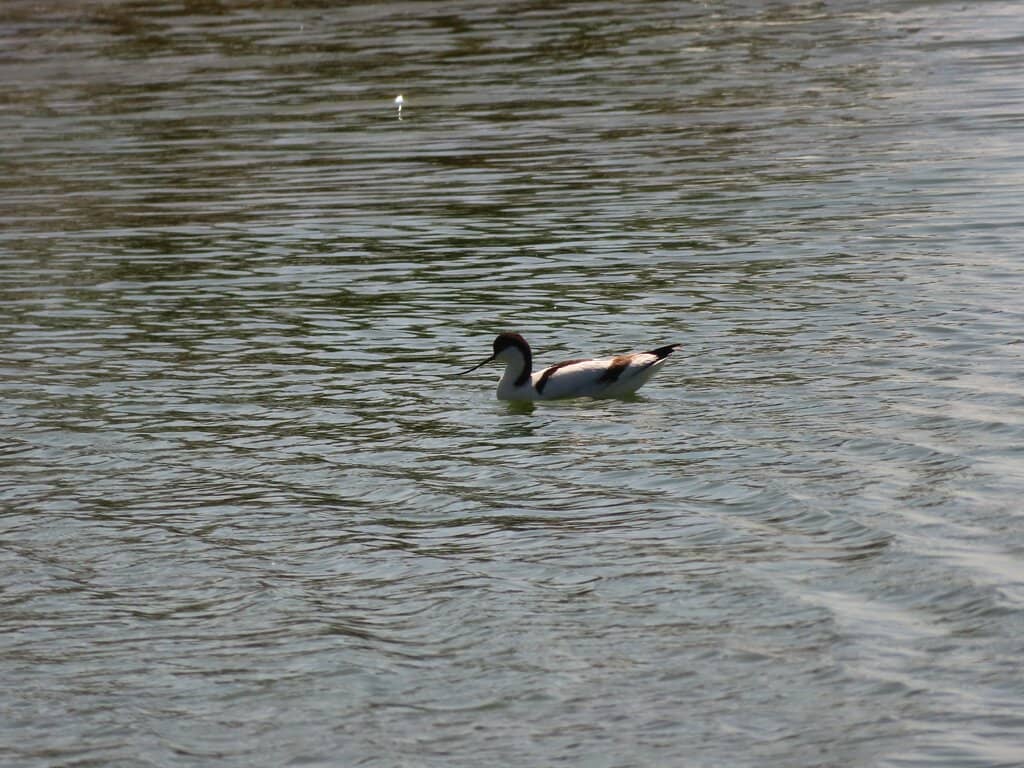 Pallid Harrier Sighting