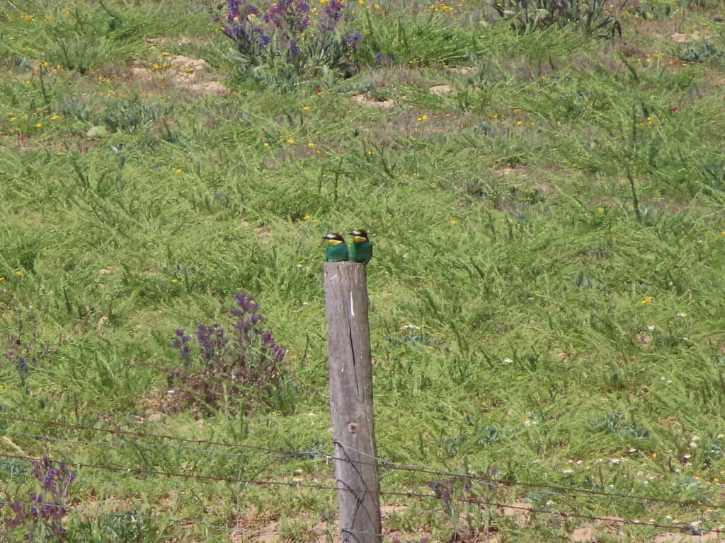 Migratory Bird Spectacle