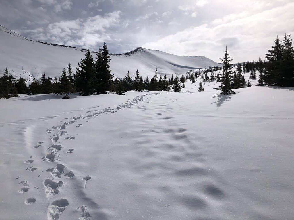 Alpine Meadows