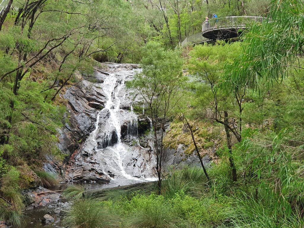 Towering Karri Forest