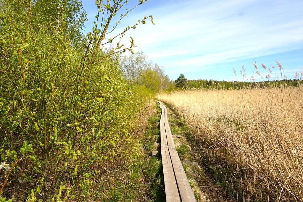 Accessible Boardwalk Trails