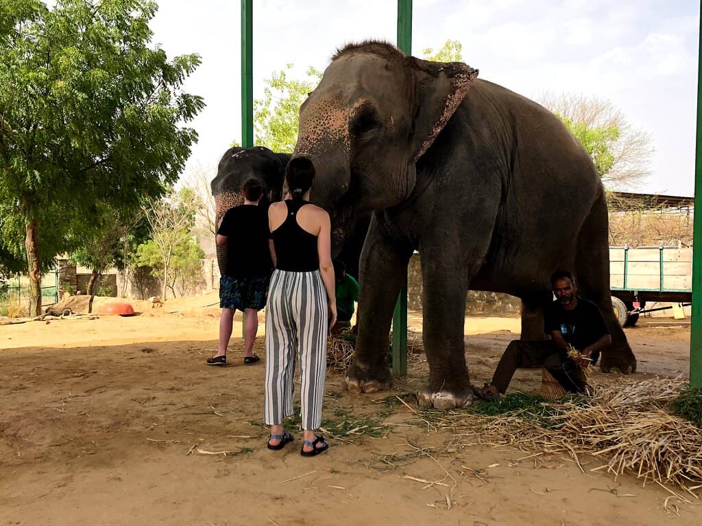 Elephant Bathing & Brushing