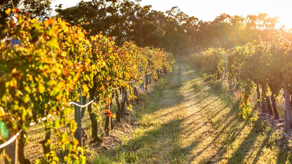 Historic Winery Ambiance