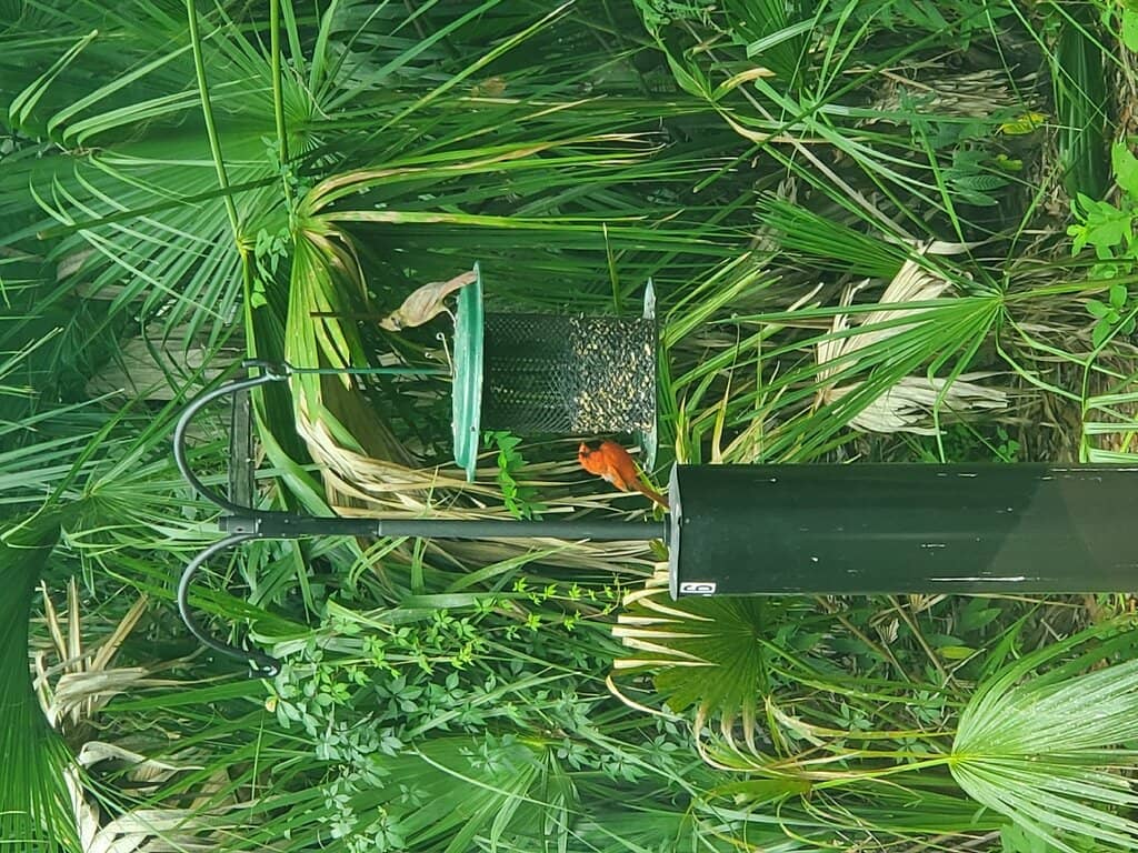 Nature Journaling Opportunities